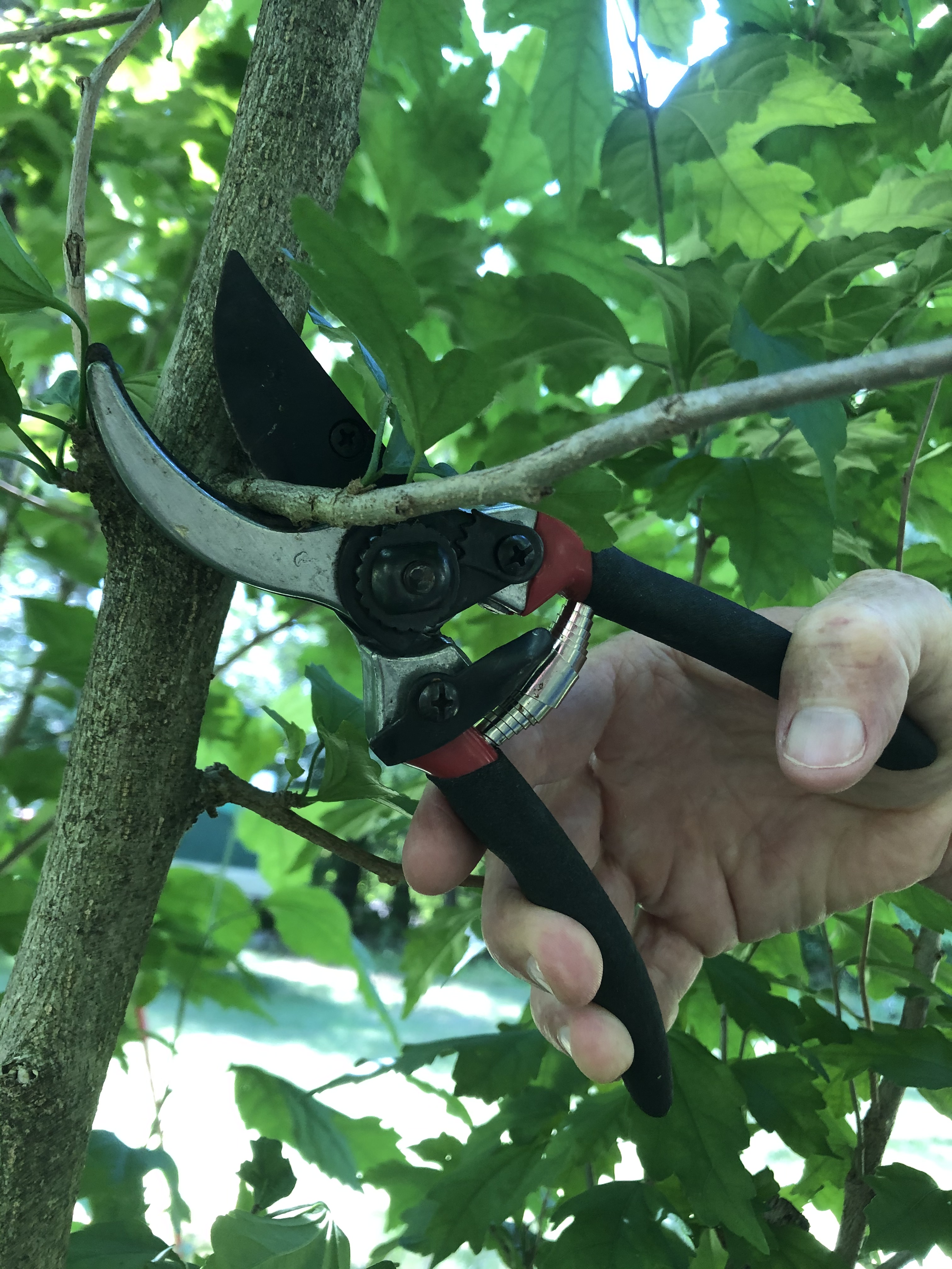 Pruning Blog